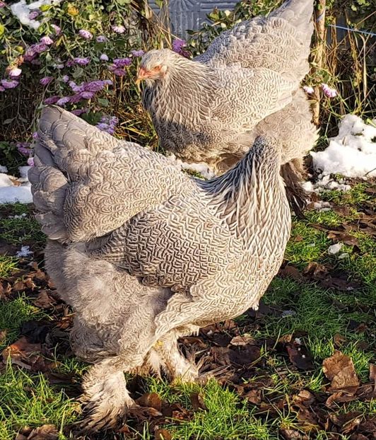  - B__Brahma Silver orange