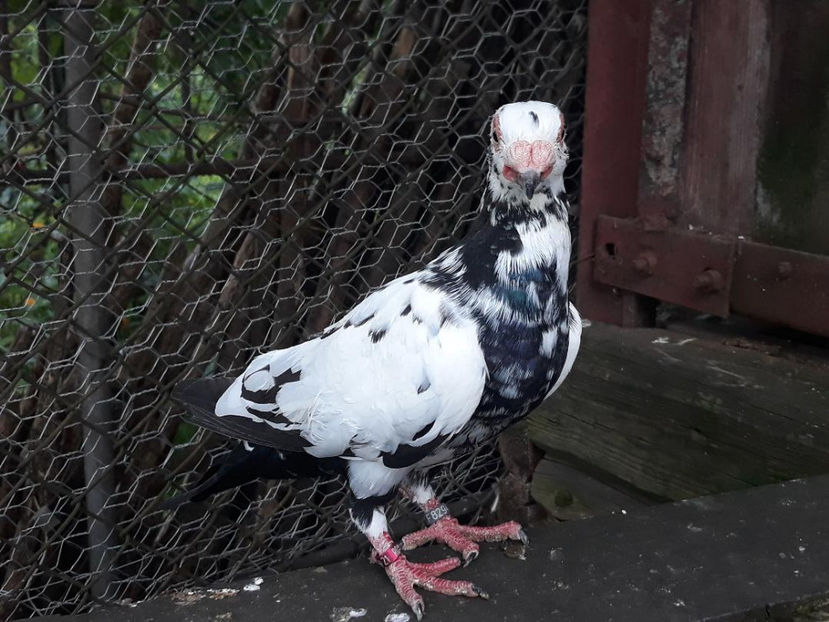  - Indian german 2021