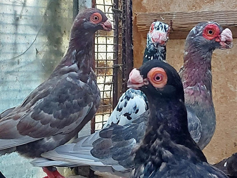  - Indian german 2021