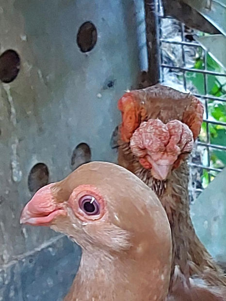  - Indian german 2021