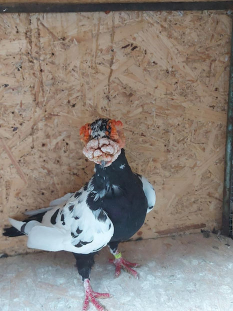  - Indian german 2021