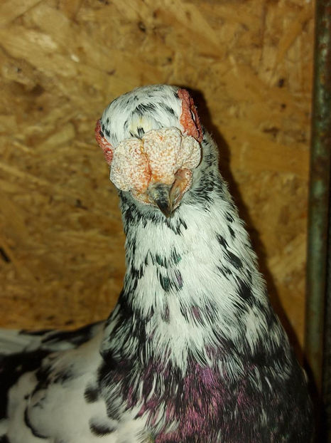  - Indian german 2021