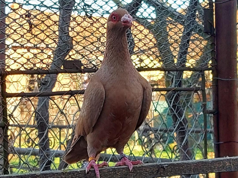  - Indian german 2021