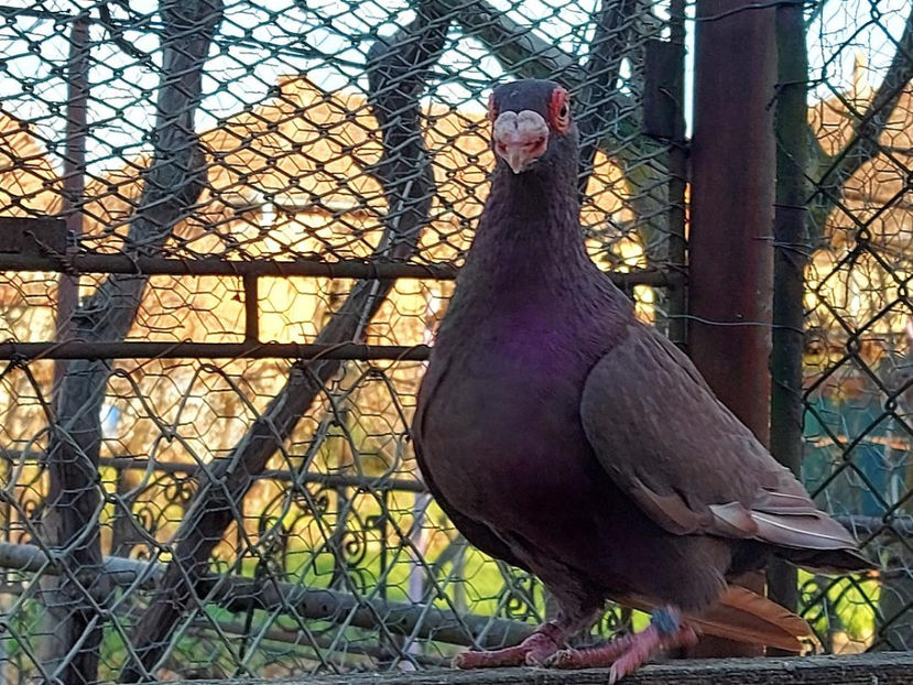  - Indian german 2021