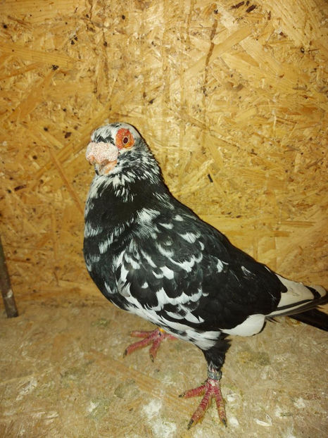  - Indian german 2021