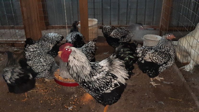  - Wyandotte argintiu 2021