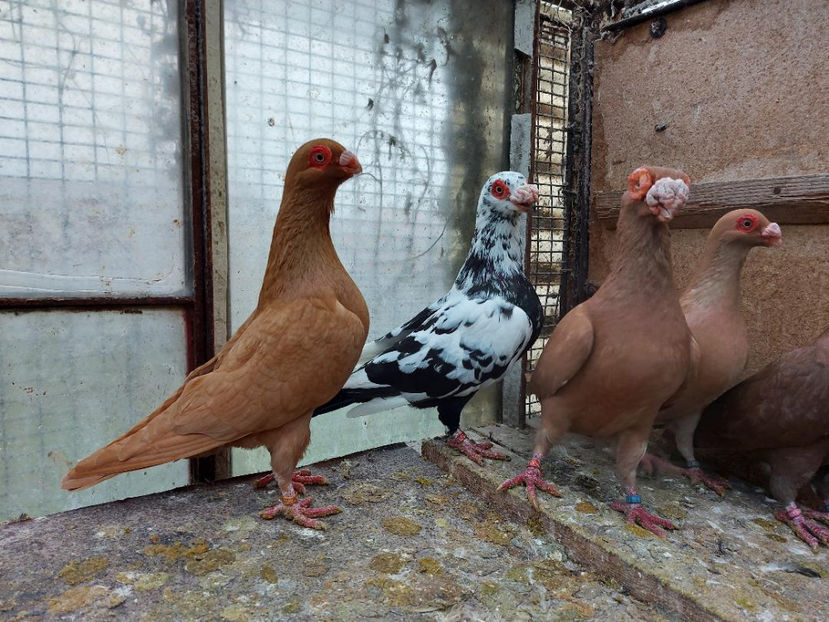  - Indian german 2021