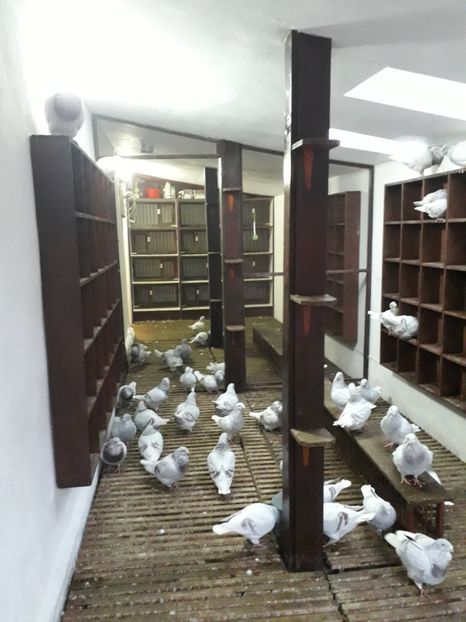  - Curățenie de toamnă