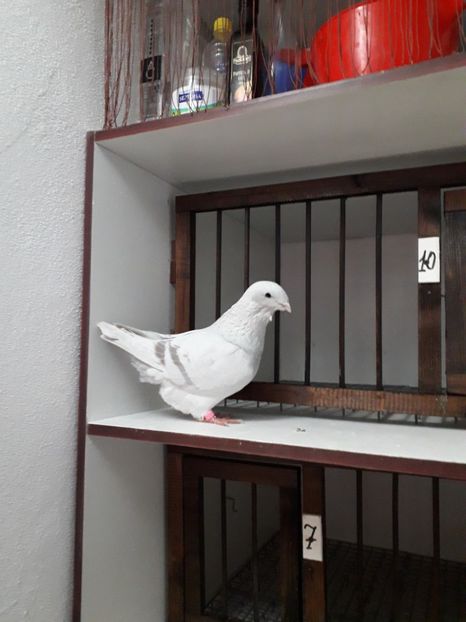  - Curățenie de toamnă