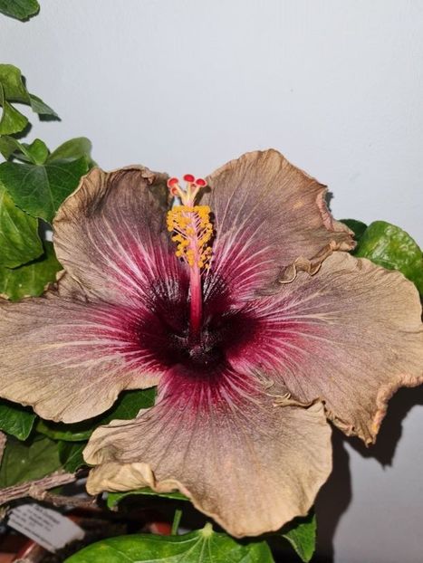  - Hibiscus Dark Continent