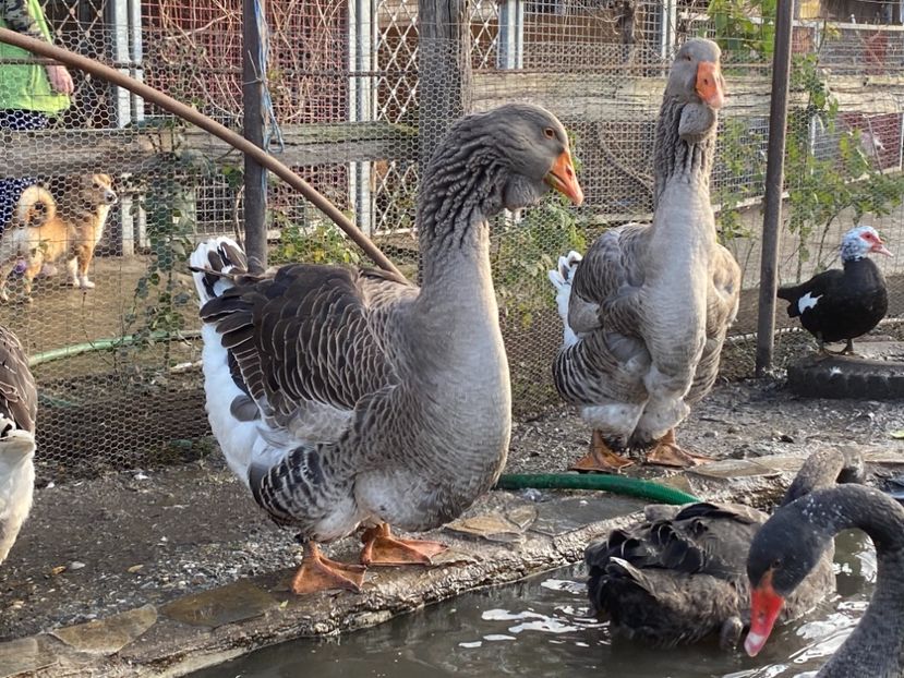 DB4B938E-5C02-4FE9-9FD9-8AD19BDC4F8A - D GASTE TOULOUSE