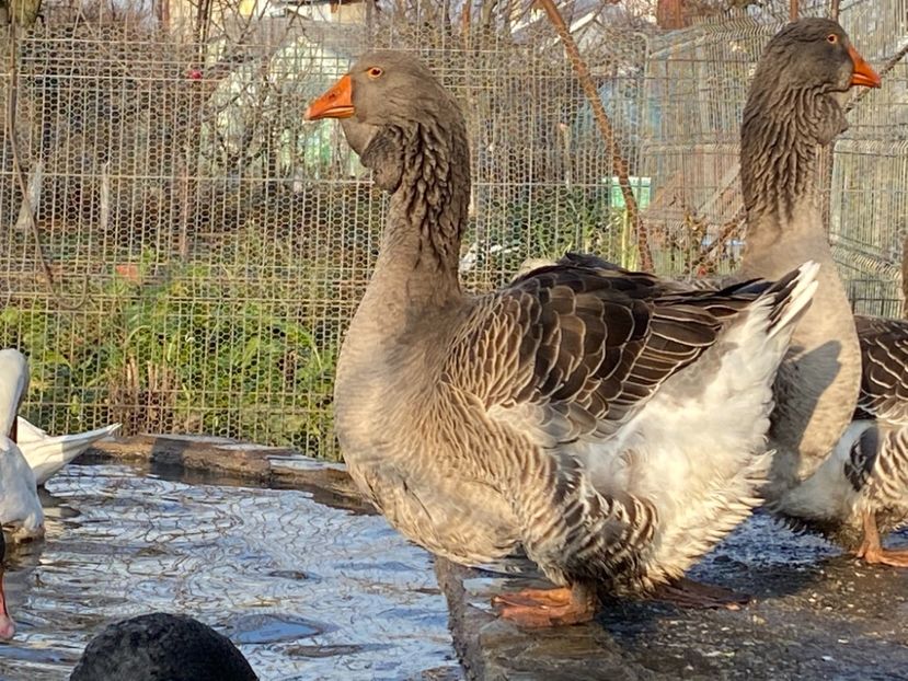 D9DC3EF2-6FB7-4957-A094-D082F35480CA - D GASTE TOULOUSE