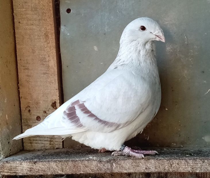 Mascul 2020 - Masculi argintii 2021