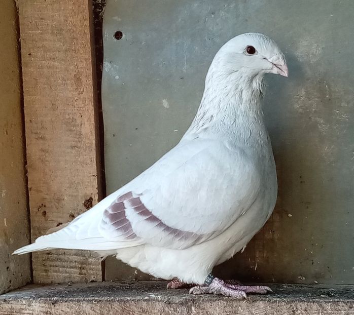  - Masculi argintii 2021