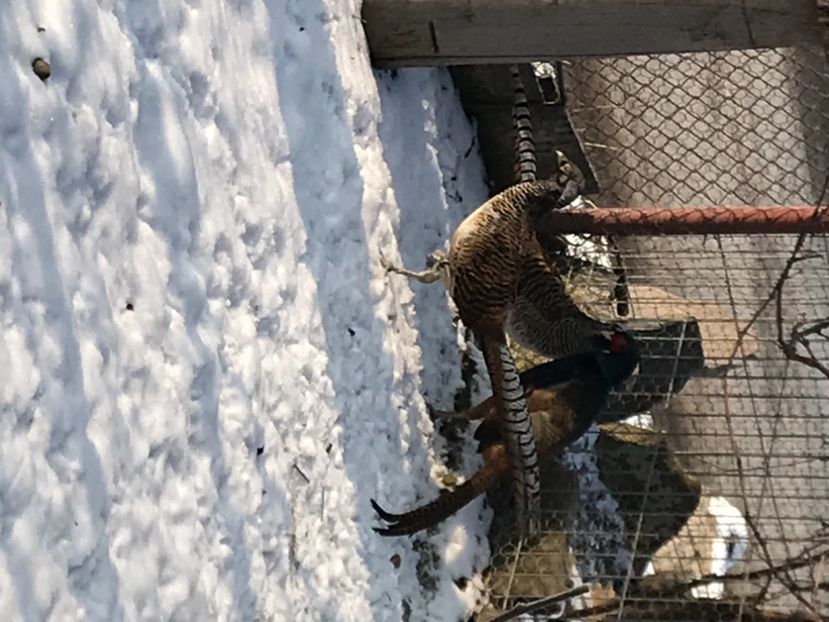 B539E64E-BD44-4220-8B61-C680C8DC6E12 - Fazani Diamant