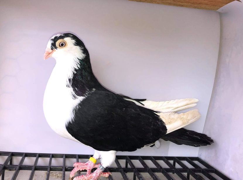 22504  femelă  2020 - B - perechi 2022