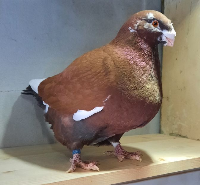 Vandut - AAAAA Matcă 2021