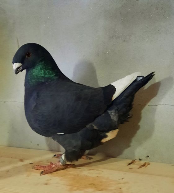 Femela 2020 - AAAAA Matcă 2021