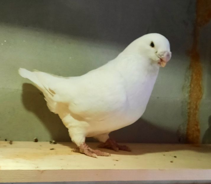 Mascul 2018 - AAAAA Matcă 2021