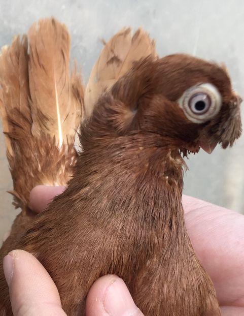 4A36151D-CE33-4BD9-91B9-071F7DDBE439 - jucatori de calarasi