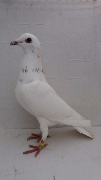 M 2020 vandut - De! voiajori vanduti