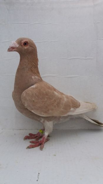 F 2020 vanduta - De! voiajori vanduti