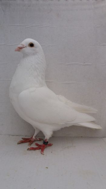 M 2016 vandut - De! voiajori vanduti