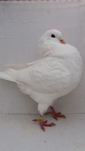 M 2020 vandut - De vanzare kingi