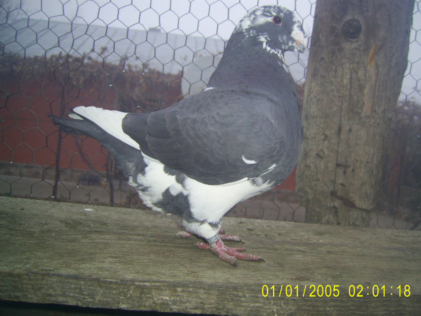 F - 2020 - arhiva- americani vanduti