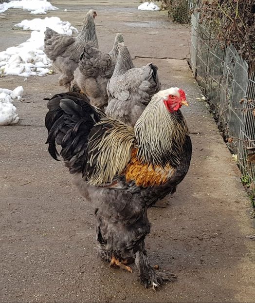  - B__Brahma Silver orange