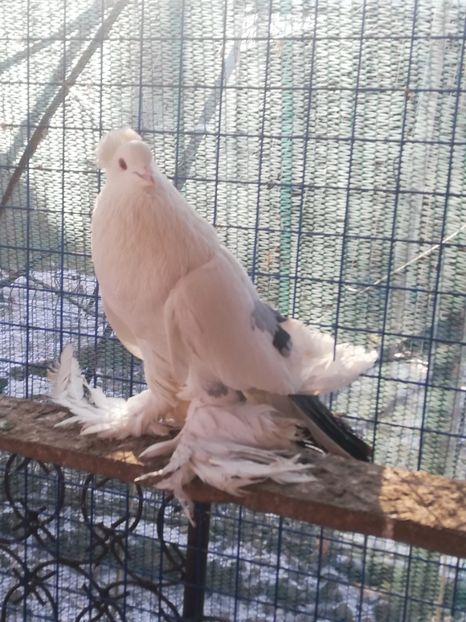 Mascul - Porumbei incaltati_tapalagosi