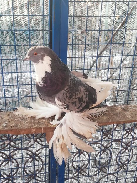 Femelă - Porumbei incaltati_tapalagosi