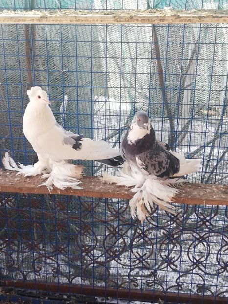 Pereche 2021 - Porumbei incaltati_tapalagosi