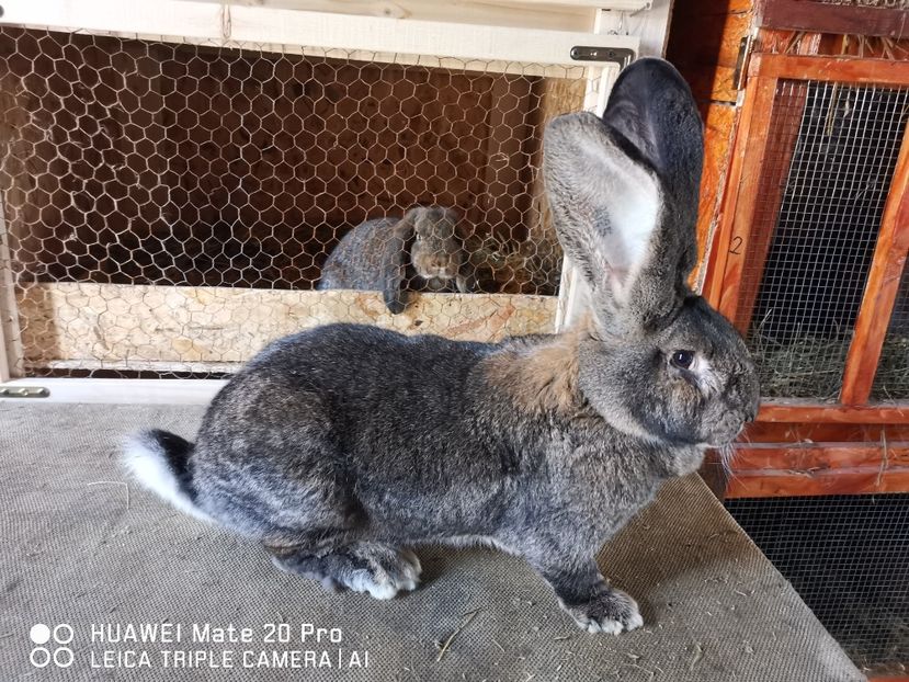 18.01.2021 - FEMELA_NR_1-RO 25 50625