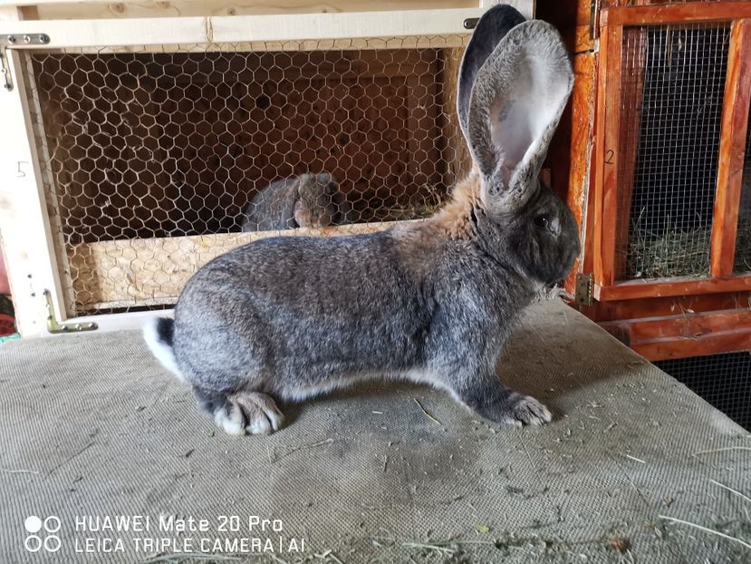 18.01.2021 - MASCUL_NR_1-RO 25 506250