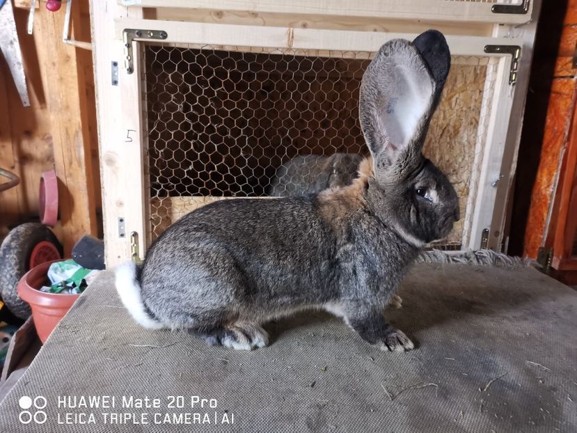 18.01.2021 - MASCUL_NR_1-RO 25 506250