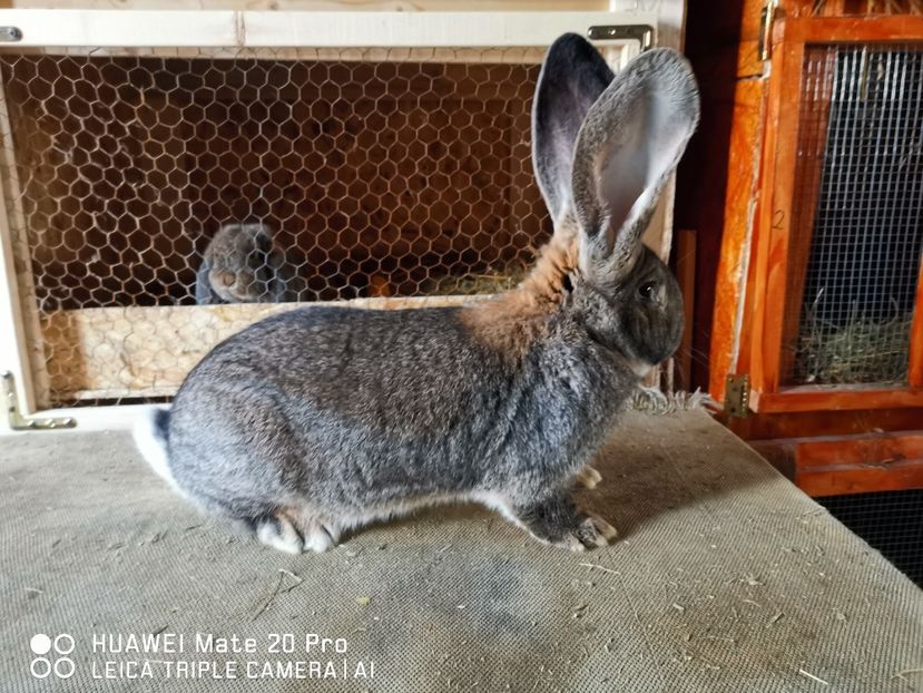 18.01.2021 - MASCUL_NR_1-RO 25 506250