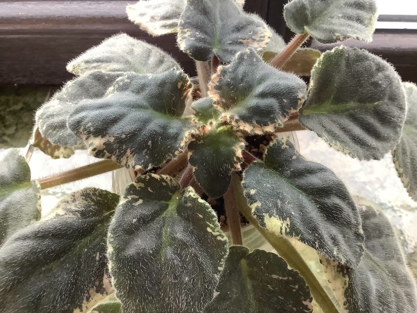 9E95822B-74B0-44BE-AB0A-D90B4763B872 - Glitterstar