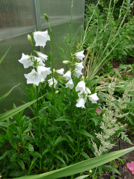  - Campanula