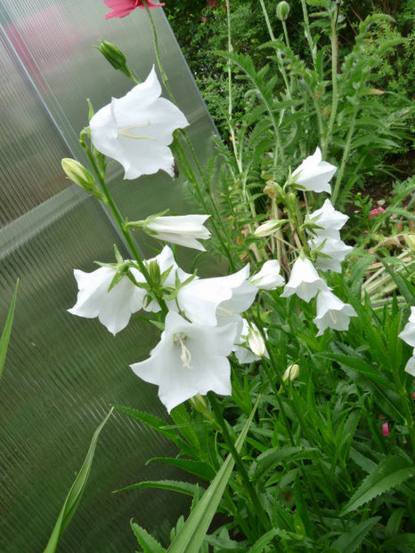  - Campanula