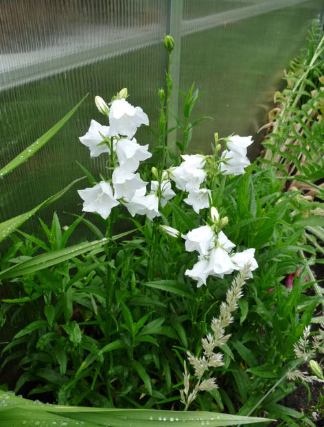  - Campanula