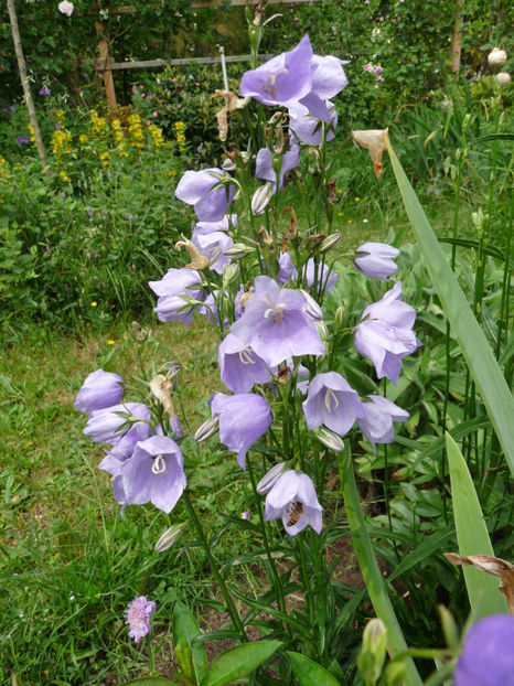  - Campanula