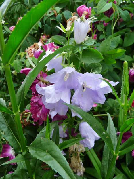  - Campanula