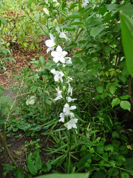  - Campanula