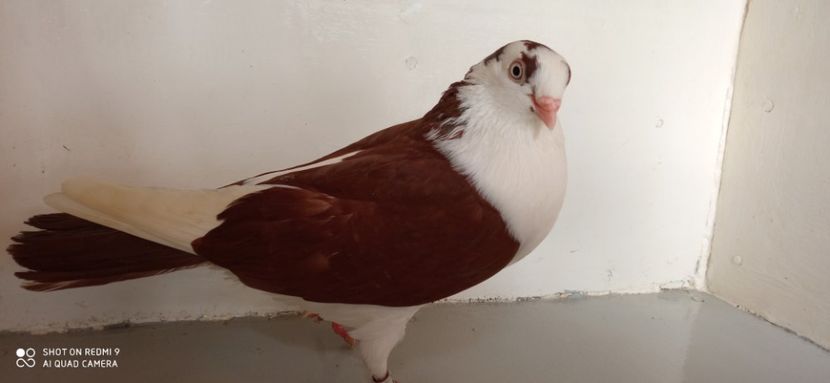  - jucatori de galati pe ros