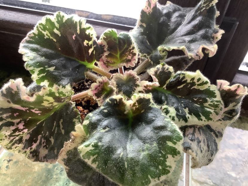  - Wrangler s Gaudy Lady