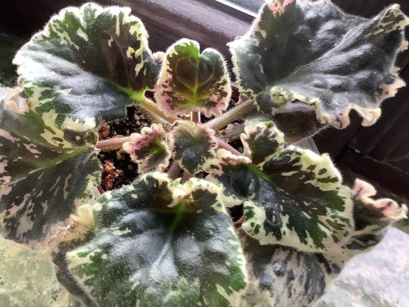  - Wrangler s Gaudy Lady