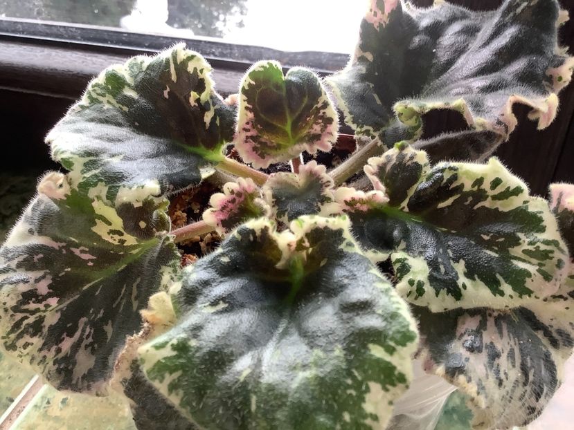  - Wrangler s Gaudy Lady