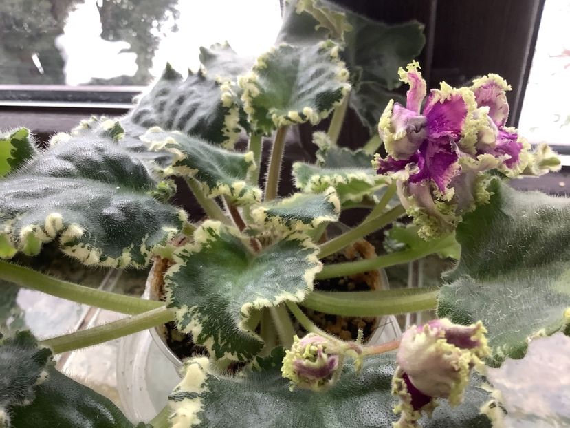 CE182279-1E5E-4BB3-87BC-77923B2FCEFF - LE Tumannost Andromedy