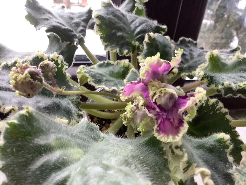 F4FEE37F-80F0-4810-8956-3672D176E3B1 - LE Tumannost Andromedy